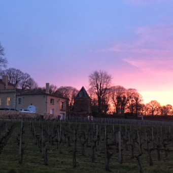 biodiversite-vignes-bordeaux