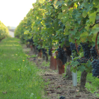 gestion-irrigation-vigne