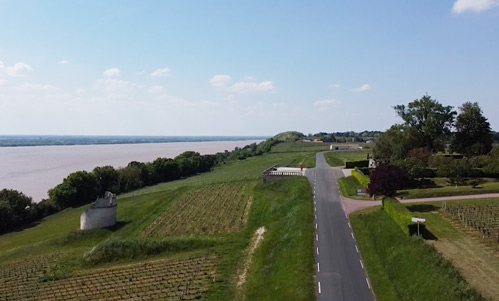 chateau-eyquem-vignes